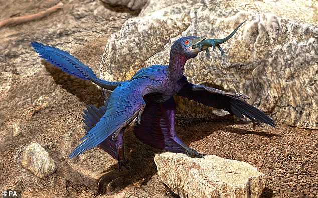 microraptor dinozor