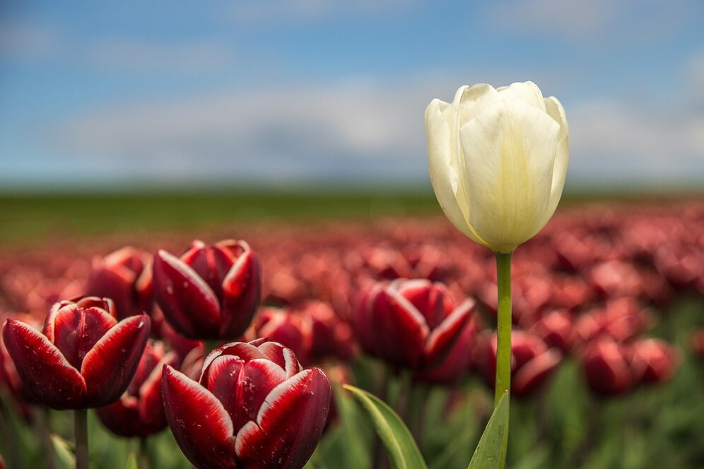 selective focus shot red white flower near each other 181624 16984