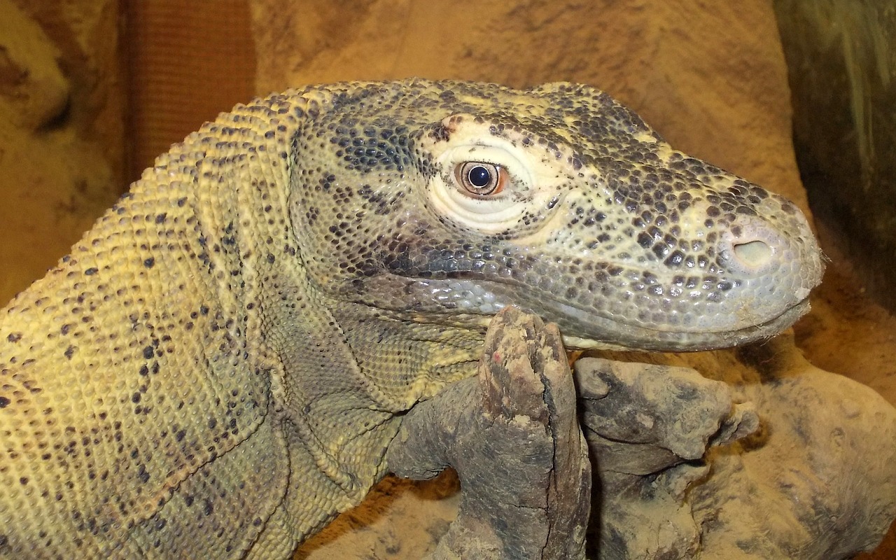 komodovaraan 2697522 1280