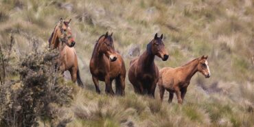 animals-6795732_1280