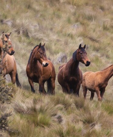 animals-6795732_1280