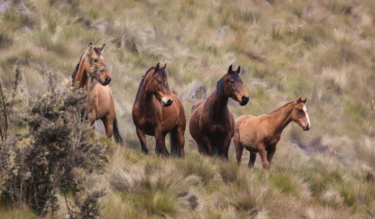 animals-6795732_1280