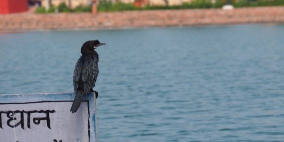 kurukshetra-5181585_1280