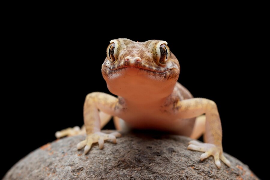 sand gecko closeup wood closeup head sand gecko stenodactylus petrii 488145 2957