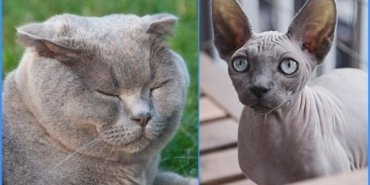 yasaklı-kediler-hollanda