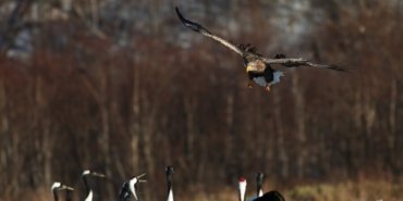 white-tailed-eagle-flying-group-black-necked-cranes-hokkaido-japan_181624-15367