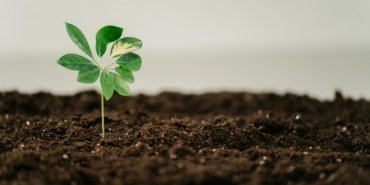 1736666327_hollanda1