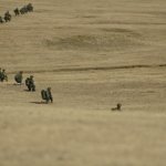 Japonya müttefikleriyle askeri tatbikat gerçekleştirdi