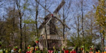 Hollanda'da dünyanın en büyük lale bahçelerinden Keukenhof, 76'ncı kez ziyarete açıldı