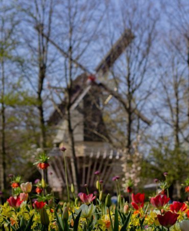 Hollanda'da dünyanın en büyük lale bahçelerinden Keukenhof, 76'ncı kez ziyarete açıldı