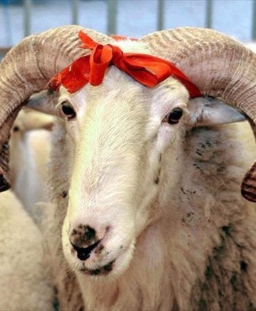 AA-20250422-37708423-37708422-VEKALETLE_KURBAN_KESIM_BEDELI_YURT_ICINDE_13_BIN_500_YURT_DISINDA_5_BIN_450_LIRA_OLARAK_BELIRLENDI