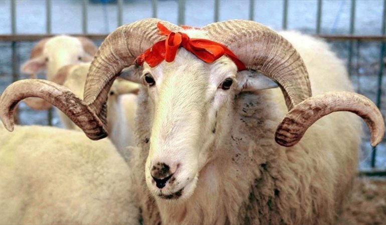 AA-20250422-37708423-37708422-VEKALETLE_KURBAN_KESIM_BEDELI_YURT_ICINDE_13_BIN_500_YURT_DISINDA_5_BIN_450_LIRA_OLARAK_BELIRLENDI