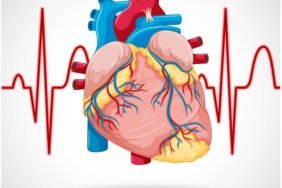 Human internal organ with heart