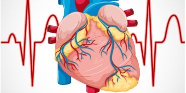 Human internal organ with heart