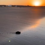 1750062374_Mavi_indigo2