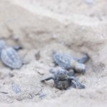 1750062434_Mavi_MG_2324