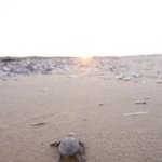 1750062435_Mavi_MG_1351