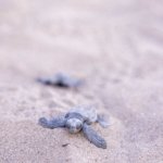 1750062436_Mavi_MG_1034