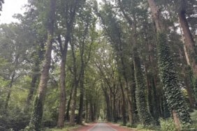 Hollanda'daki "ağaç tünelleri" sürücülere doğanın içinde seyretme ayrıcalığı sunuyor