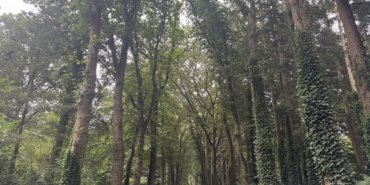 Hollanda'daki "ağaç tünelleri" sürücülere doğanın içinde seyretme ayrıcalığı sunuyor