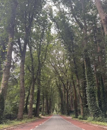 Hollanda'daki "ağaç tünelleri" sürücülere doğanın içinde seyretme ayrıcalığı sunuyor
