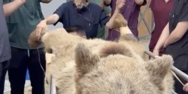 Çekmeköy Hayvan Rehabilitasyon Merkezinde rahatsızlanan ayının tedavisi uluslararası medyaya konu oldu