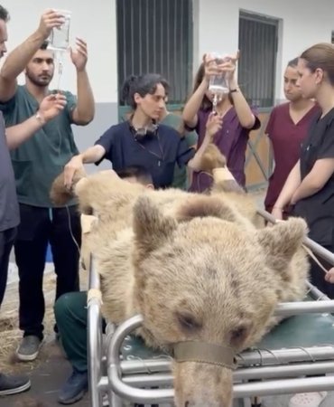 Çekmeköy Hayvan Rehabilitasyon Merkezinde rahatsızlanan ayının tedavisi uluslararası medyaya konu oldu