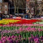 AA-20260117-40284573-40284540-HOLLANDADA_ULUSAL_LALE_GUNU_ETKINLIGI_YAPILDI