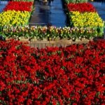 AA-20260117-40284573-40284542-HOLLANDADA_ULUSAL_LALE_GUNU_ETKINLIGI_YAPILDI