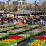 AA-20260117-40284573-40284543-HOLLANDADA_ULUSAL_LALE_GUNU_ETKINLIGI_YAPILDI