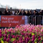 AA-20260117-40284573-40284544-HOLLANDADA_ULUSAL_LALE_GUNU_ETKINLIGI_YAPILDI