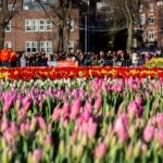 AA-20260117-40284573-40284546-HOLLANDADA_ULUSAL_LALE_GUNU_ETKINLIGI_YAPILDI