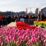 AA-20260117-40284573-40284547-HOLLANDADA_ULUSAL_LALE_GUNU_ETKINLIGI_YAPILDI