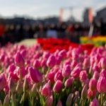 AA-20260117-40284573-40284548-HOLLANDADA_ULUSAL_LALE_GUNU_ETKINLIGI_YAPILDI