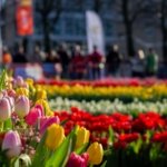 AA-20260117-40284573-40284549-HOLLANDADA_ULUSAL_LALE_GUNU_ETKINLIGI_YAPILDI