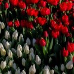 AA-20260117-40284573-40284550-HOLLANDADA_ULUSAL_LALE_GUNU_ETKINLIGI_YAPILDI