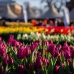 AA-20260117-40284573-40284551-HOLLANDADA_ULUSAL_LALE_GUNU_ETKINLIGI_YAPILDI