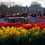 AA-20260117-40284573-40284552-HOLLANDADA_ULUSAL_LALE_GUNU_ETKINLIGI_YAPILDI