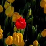 AA-20260117-40284573-40284554-HOLLANDADA_ULUSAL_LALE_GUNU_ETKINLIGI_YAPILDI