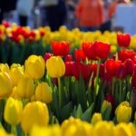 AA-20260117-40284573-40284555-HOLLANDADA_ULUSAL_LALE_GUNU_ETKINLIGI_YAPILDI