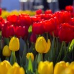 AA-20260117-40284573-40284556-HOLLANDADA_ULUSAL_LALE_GUNU_ETKINLIGI_YAPILDI