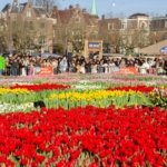 AA-20260117-40284573-40284557-HOLLANDADA_ULUSAL_LALE_GUNU_ETKINLIGI_YAPILDI