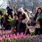 AA-20260117-40284573-40284564-HOLLANDADA_ULUSAL_LALE_GUNU_ETKINLIGI_YAPILDI