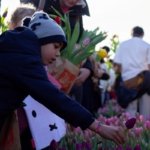 AA-20260117-40284573-40284567-HOLLANDADA_ULUSAL_LALE_GUNU_ETKINLIGI_YAPILDI