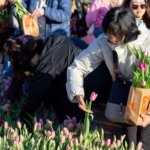 AA-20260117-40284573-40284570-HOLLANDADA_ULUSAL_LALE_GUNU_ETKINLIGI_YAPILDI