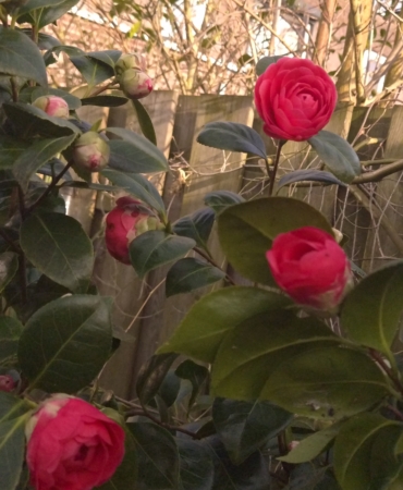 Hollanda’da Haftaya Bahar Havasıyla Başlayıp Sonbahar Gibi Bitecek 13 20260308_161203