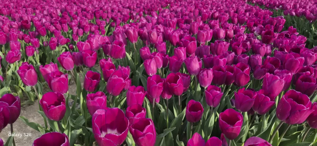 “Osmanlı’dan Hollanda’ya Uzanan Yolculuk: Lalelerin Büyüleyici Hikâyesi ve ‘Lale Çılgınlığı’ Gerçeği”