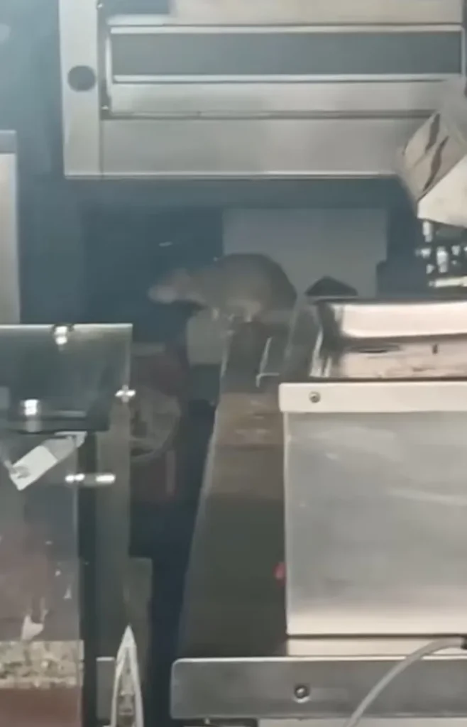 Amsterdam’da Bir Restoran Hayvan İstilası Nedeniyle Kapatıldı