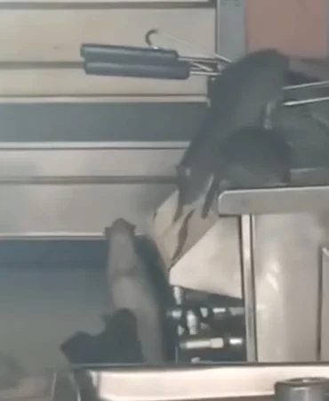 Screenshot_20260419_232212_Gallery