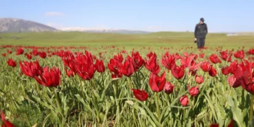 AA-20260502-41267906-41267895-MUS_LALESI_YABANCI_FOTOGRAFCILARIN_VE_BELGESELCILERIN_KADRAJINDA